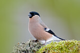 Image. Eurasian Bullfinch
