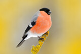 Image. Eurasian Bullfinch