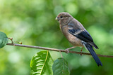 Image. Eurasian Bullfinch