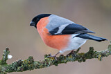 Image. Eurasian Bullfinch