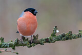 Image. Eurasian Bullfinch