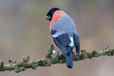 Image. Eurasian Bullfinch