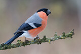 Image. Eurasian Bullfinch