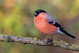 Image. Eurasian Bullfinch