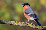 Image. Eurasian Bullfinch