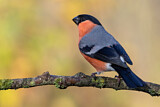 Image. Eurasian Bullfinch