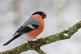 Image. Eurasian Bullfinch