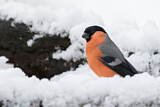 Image. Eurasian Bullfinch
