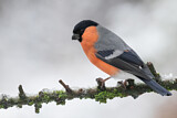 Image. Eurasian Bullfinch