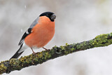 Image. Eurasian Bullfinch