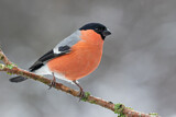 Image. Eurasian Bullfinch