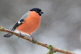 Image. Eurasian Bullfinch
