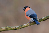 Image. Eurasian Bullfinch