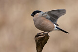 Image. Eurasian Bullfinch