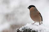 Image. Eurasian Bullfinch