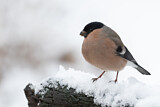 Image. Eurasian Bullfinch
