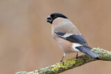 Image. Eurasian Bullfinch