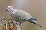 Image. Eurasian Collared Dove