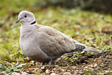 Image. Eurasian Collared Dove