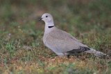 Image. Eurasian Collared Dove