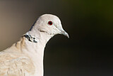 Image. Eurasian Collared Dove