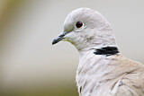 Image. Eurasian Collared Dove