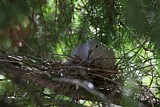 Image. Eurasian Collared Dove