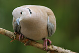 Image. Eurasian Collared Dove
