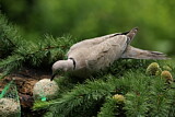 Image. Eurasian Collared Dove