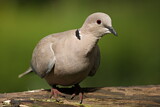 Image. Eurasian Collared Dove