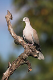 Image. Eurasian Collared Dove