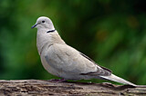 Image. Eurasian Collared Dove