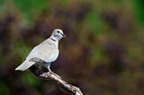 Image. Eurasian Collared Dove