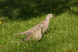 Image. Eurasian Collared Dove