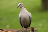 Image. Eurasian Collared Dove