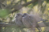 Image. Eurasian Collared Dove