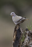 Image. Eurasian Collared Dove