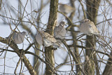Image. Eurasian Collared Dove