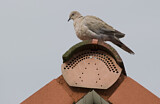 Image. Eurasian Collared Dove