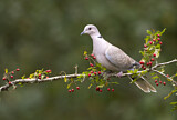 Image. Eurasian Collared Dove