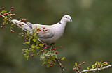 Image. Eurasian Collared Dove