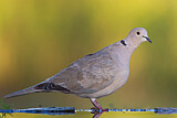 Image. Eurasian Collared Dove