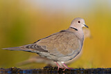 Image. Eurasian Collared Dove