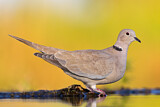 Image. Eurasian Collared Dove