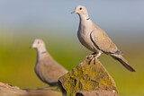 Image. Eurasian Collared Dove