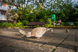 Image. Eurasian Collared Dove