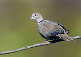 Image. Eurasian Collared Dove