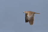 Image. Eurasian Collared Dove