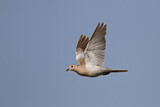 Image. Eurasian Collared Dove