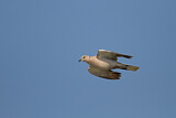 Image. Eurasian Collared Dove